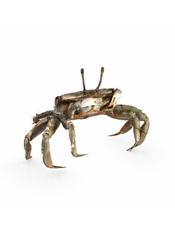 моллюски Краб Q11214 1all 2