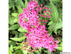 Спирея японская Мерло Голд Купить в красовский-сад.рф