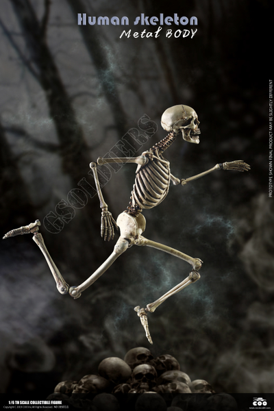 Человеческий скелет Коллекционная ФИГУРКА 1/6 scale THE HUMAN SKELETON DIECAST ALLOY BS011 COOMODEL