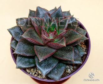 Echeveria Purpusorum