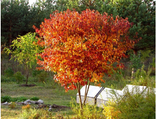 Клен Гиннала (приречный)