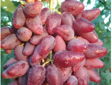 Дубовский розовый