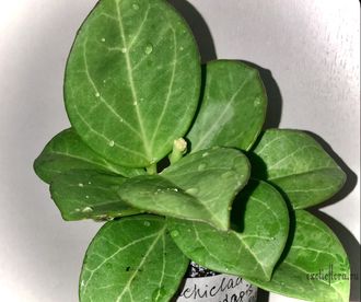 Hoya pachyclada Apodagis