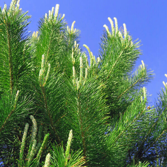 Сосна обыкновенная (Pinus sylvestris), лапки (10 мл) - 100% натуральное эфирное масло