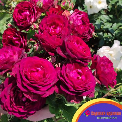 Лия Меже (Lia Mege)