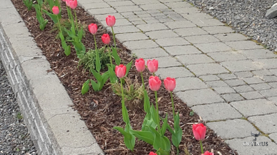 Lakka Antiikkilaatta 60 (цветной)