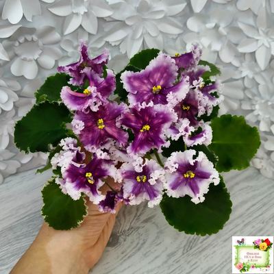 МТ-Сладкая Фантазия (М. Тотиева) 2022 г. (лист с детками укоренённый)