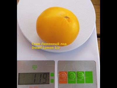 Томат гном Лимонный лед (Dwarf Lemon Ice, дварф Лемон айс) США
