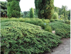 Можжевельник обыкновенный Green Carpet, C5