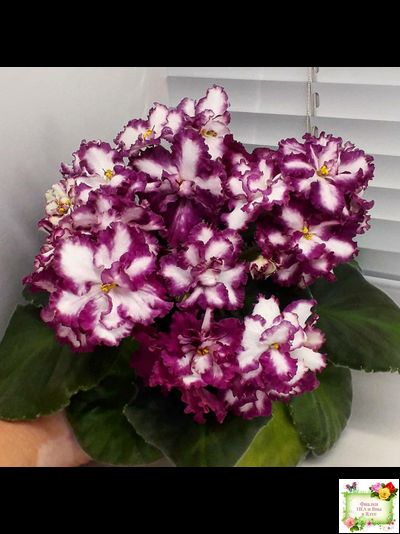 ВаТ-Волшебная Сказка (Т.Валькова) 2019 г.