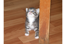 Зелюг П А "Как высоко!"