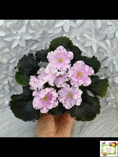 ВаТ-Любимая Внучка (Т.Валькова) 2016 г.