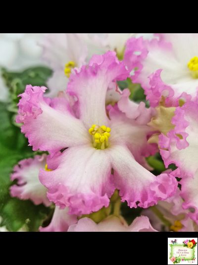 Nik-Обыкновенная Богиня (Н. Булко) 2023 г.