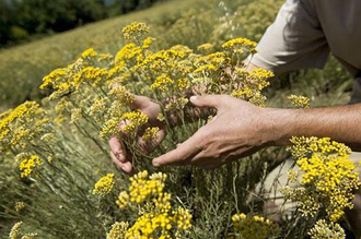 Гидролат Бессмертник (Helichrysum arenarium) цветы 100 мл