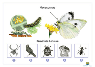 Животные, комбинированное наглядное пособие (СD-диск + 80 карточек)