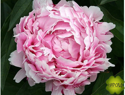 Пион молочноцветковый "Леди Александра Дафф" (нереально красивый)