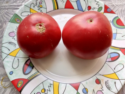 Томат Украинская Алена (Olena Ukrainian)