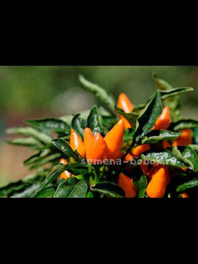 Перец острый Сальса Оранжевая (Salsa Orange), 10 шт
