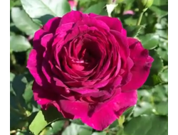 Роза Сент оф Вумен (Scent of Woman) ОКС, Россия