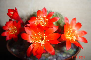 Rebutia senilis 