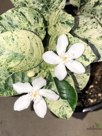 WRIGHTIA ANTIDYSENTERIСА Variegated (ХОЛАРЕНА ВАРИЕГАТНАЯ яркая вариегатность )