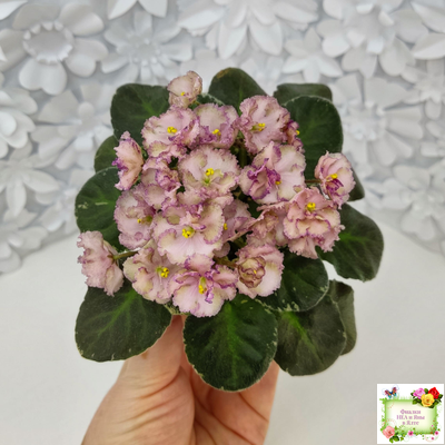 Н-Яшма (Н. Бердникова) 2015 г.