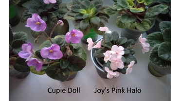 Cupie Doll и Joy's Pink Halo