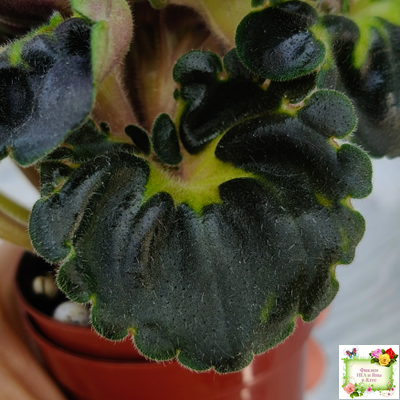 LV-Ланселот (Л. Шевелева) 2025 г. (клакамасный гёрл с кроновой пестролистностью)