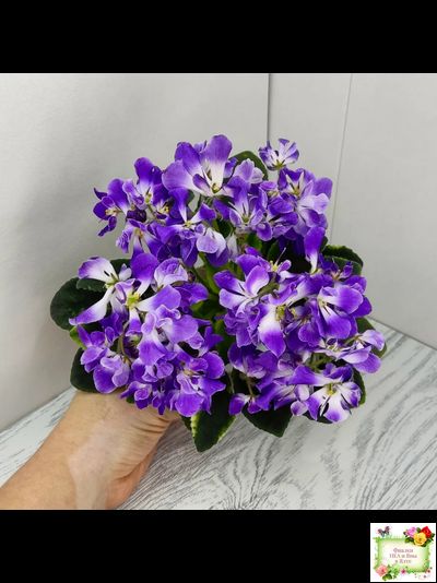 LV-Элизабет (Л. Шевелева) 2023 г.(лист посажен 29.01.26)