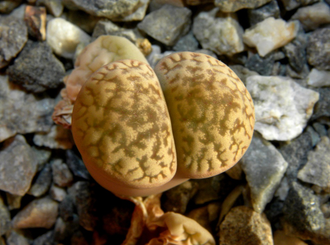 Lithops hookeri v.susannae C091 - 10 семян