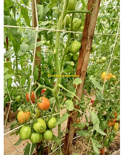 Томат Русская королева (Russian Queen)