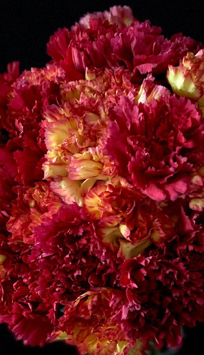 Гвоздика 15 шт