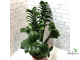 Замиокулькас Зензи (Жук) / Zamioculcas Zenzi (Bug)