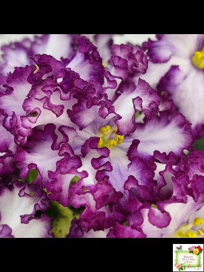 АВ-Навсегда (Фиалковод) 2021 г. (лист посажен 03.11.25)