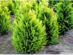 Кипарисовик Лавсона Ивон - Chamaecyparis Lawsoniana Ivonne