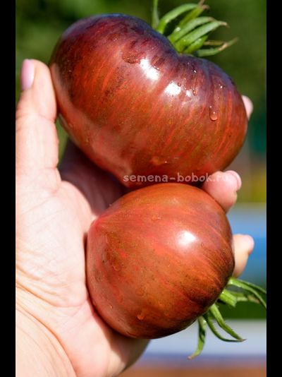 Томат Салют Виктории, 10 шт