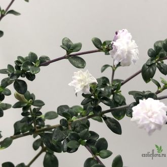 Серисса японская махровая / Serissa japonica foetida flore pleno