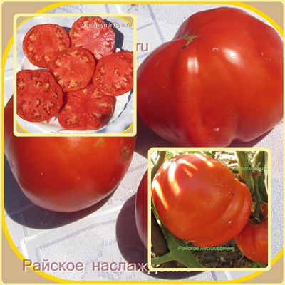 Томат Райское наслаждение