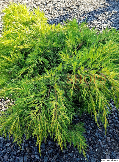 Можжевельник Пфитцериана Ауреа - Pfitzeriana Aurea