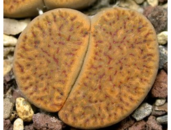 Lithops bromfieldii v.glaudinae C116 (MG) - 10 семян