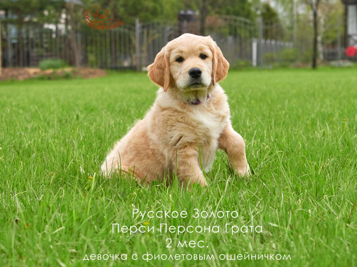 РЗ Перси Персона Грата, девочка фиолетовый ошейничек, 2 мес