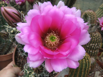 Echinocereus fendleri v.kuenzleri SB 353 (D=15-20, H=40мм)