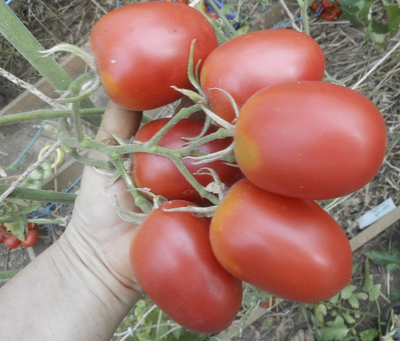 Томат Мархотская кисть (Мархотское гроно)