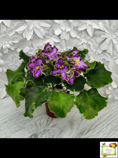 АВ-Пенная Вечеринка (Фиалковод) 2021 г.