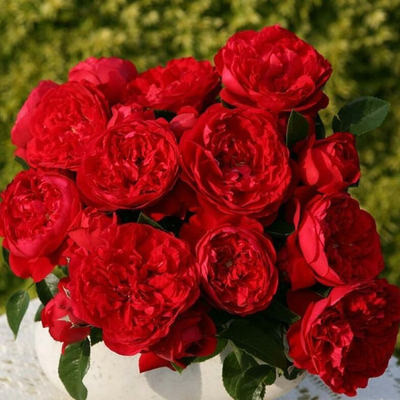 Флорентина (Florentina)