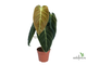 Philodendron Melanochrysum / Филодендрон Меланохризум