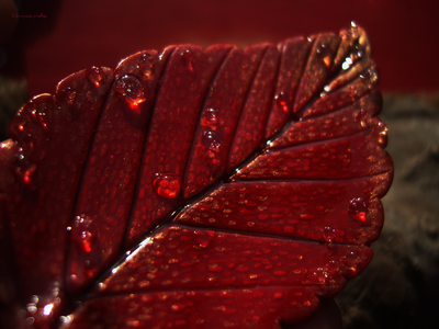 Фэнтези брошь "Гиперион. Объятый Жаром Лист"