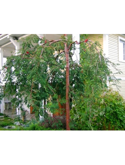 Рябина обыкновенная Pendula