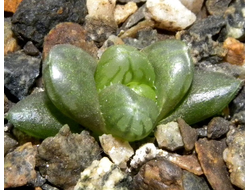 Haworthia cooperi - укоренённая детка (D=15-25мм)