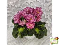 ЛФ-Мраморный Пион (Л. Федосеева)